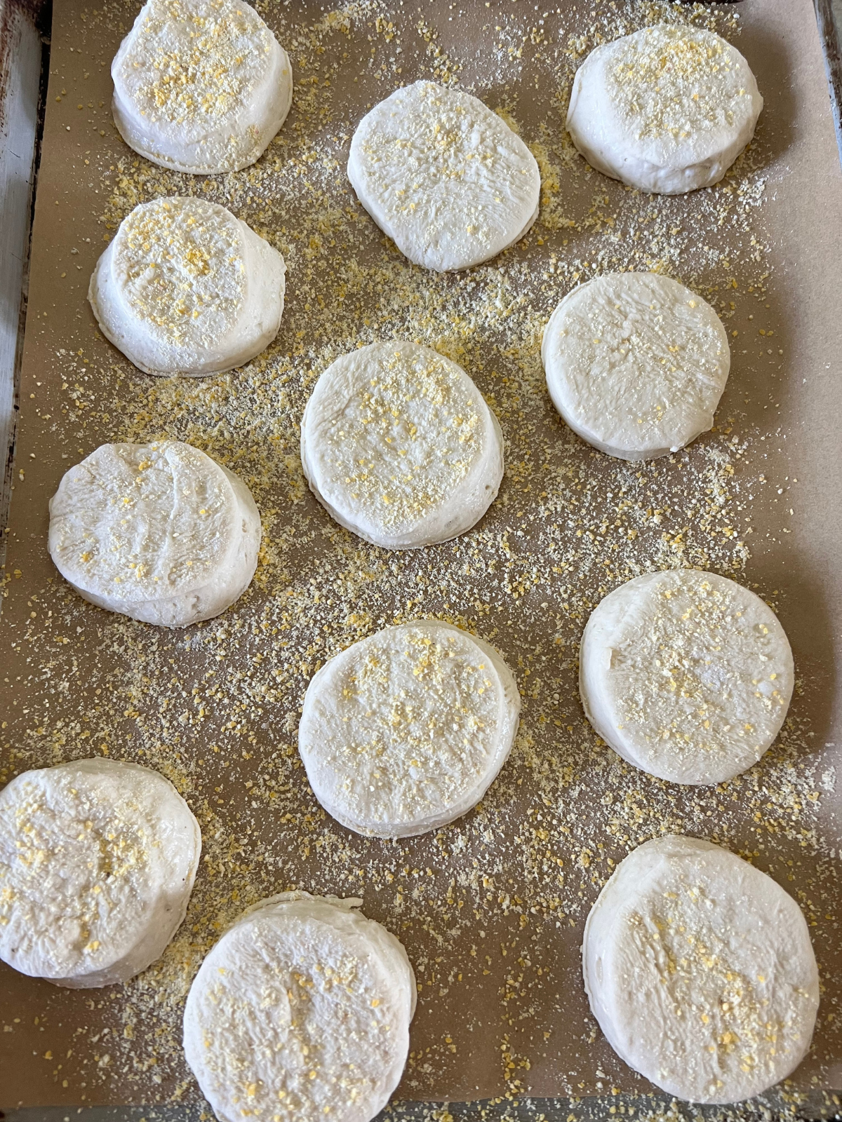 The sourdough English muffin dough has been shaped and is shown on the parchment paper lined baking sheet and dusted with cornmeal ready for their second rise.