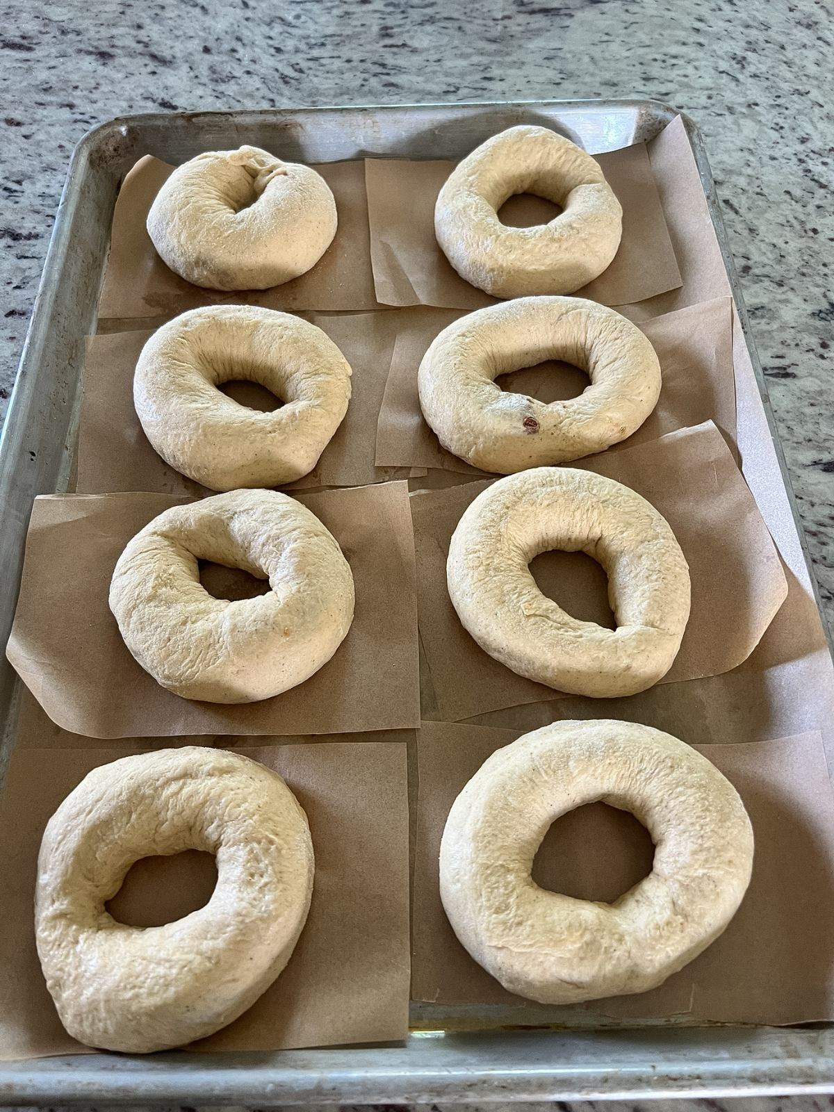 The shaped sourdough pumpkin cinnamon swirl bagels are shown on a baking sheet on their individual parchment paper squares.
